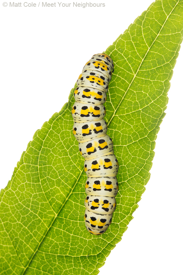 MYN Mullein Moth Caterpillar 4
